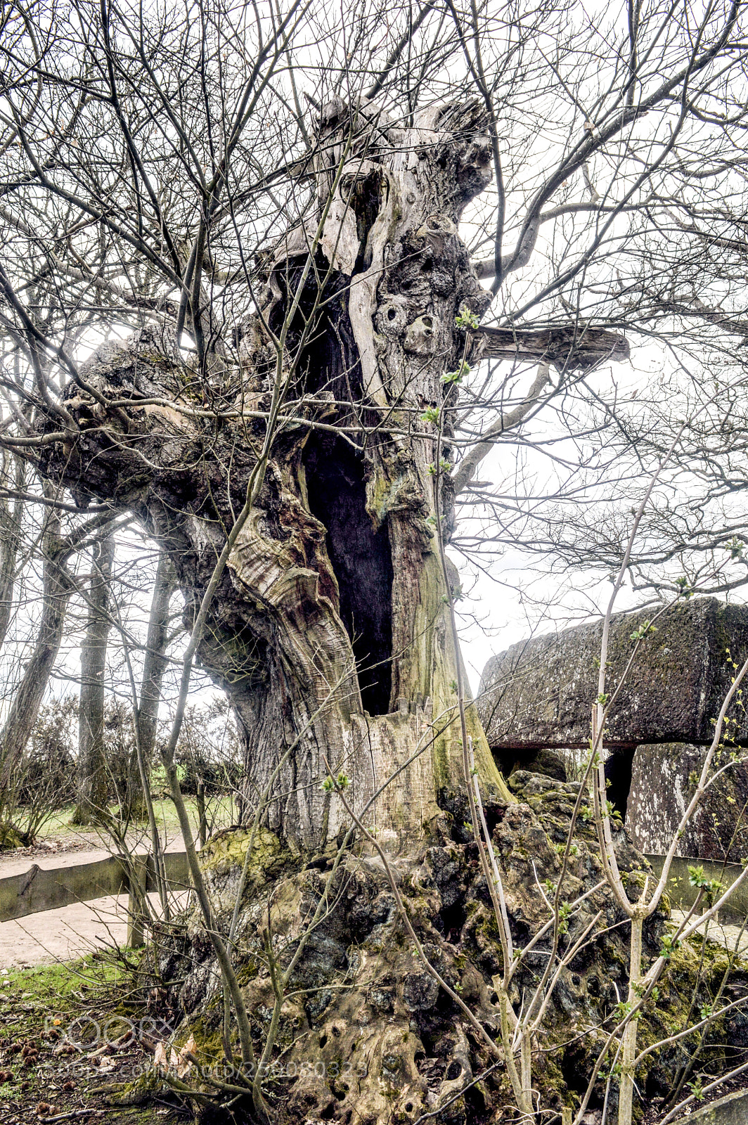 Nikon D3200 sample photo. Vieux arbre au roche photography