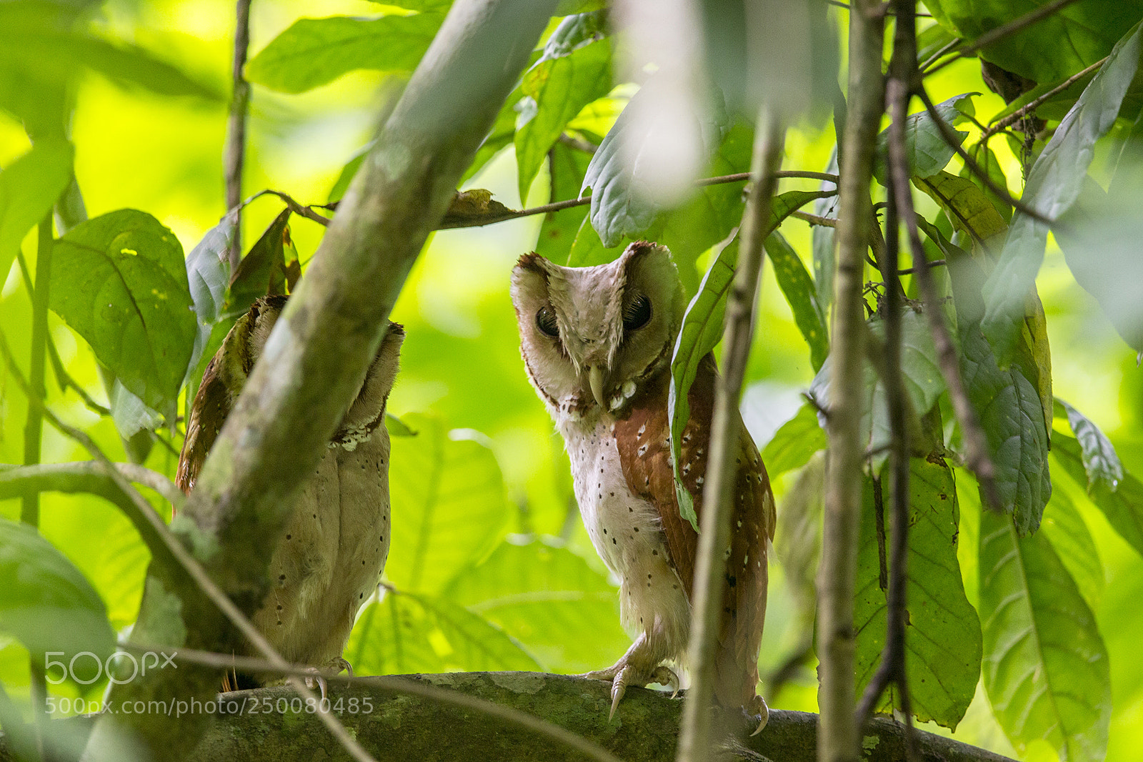 Canon EOS-1D X sample photo. Thailand 2014 photography