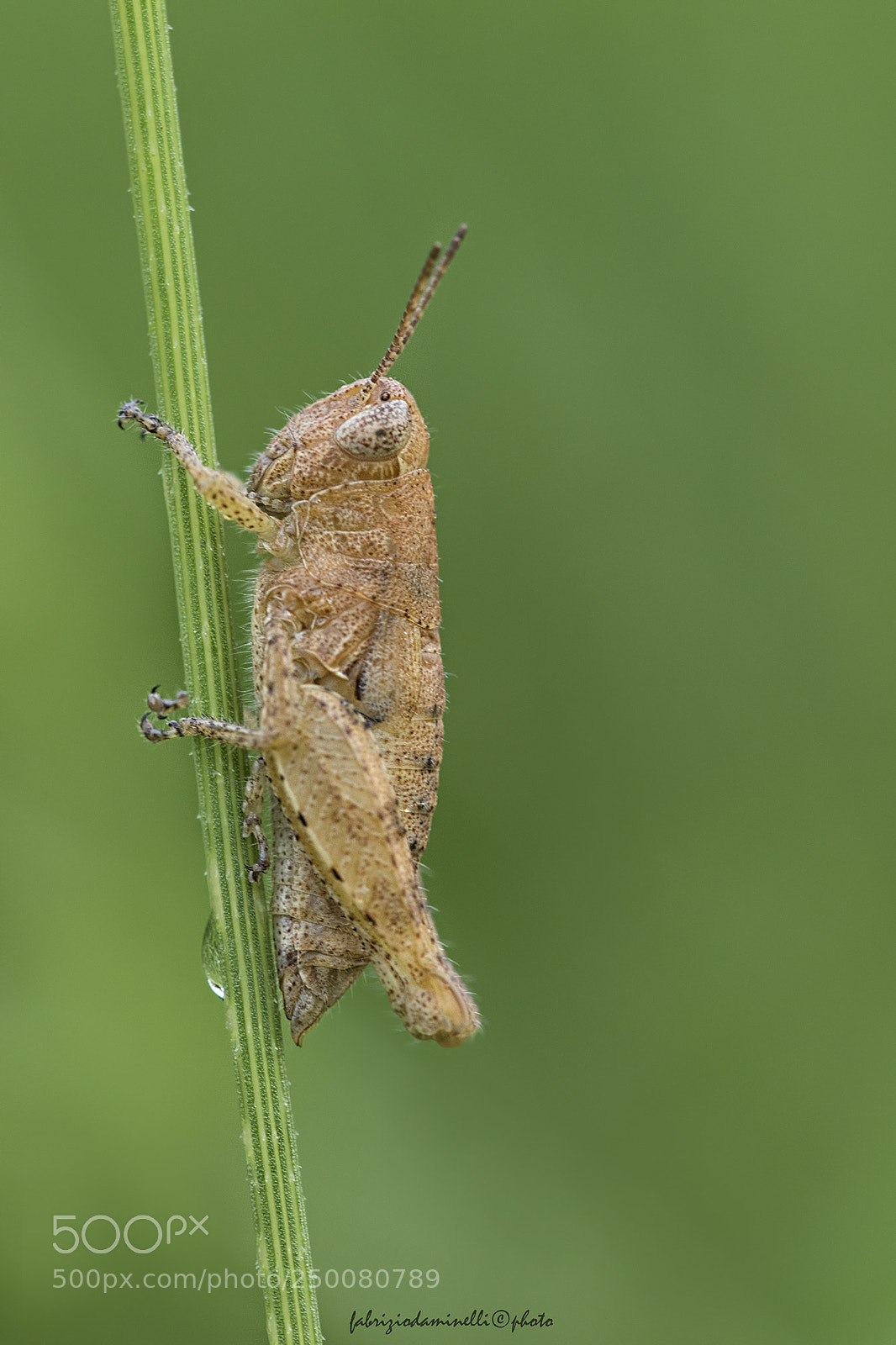 Canon EOS 7D Mark II sample photo. Grasshopper photography