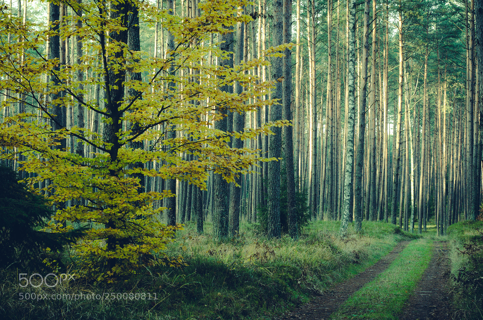 Nikon D7000 sample photo. Yellow tree photography