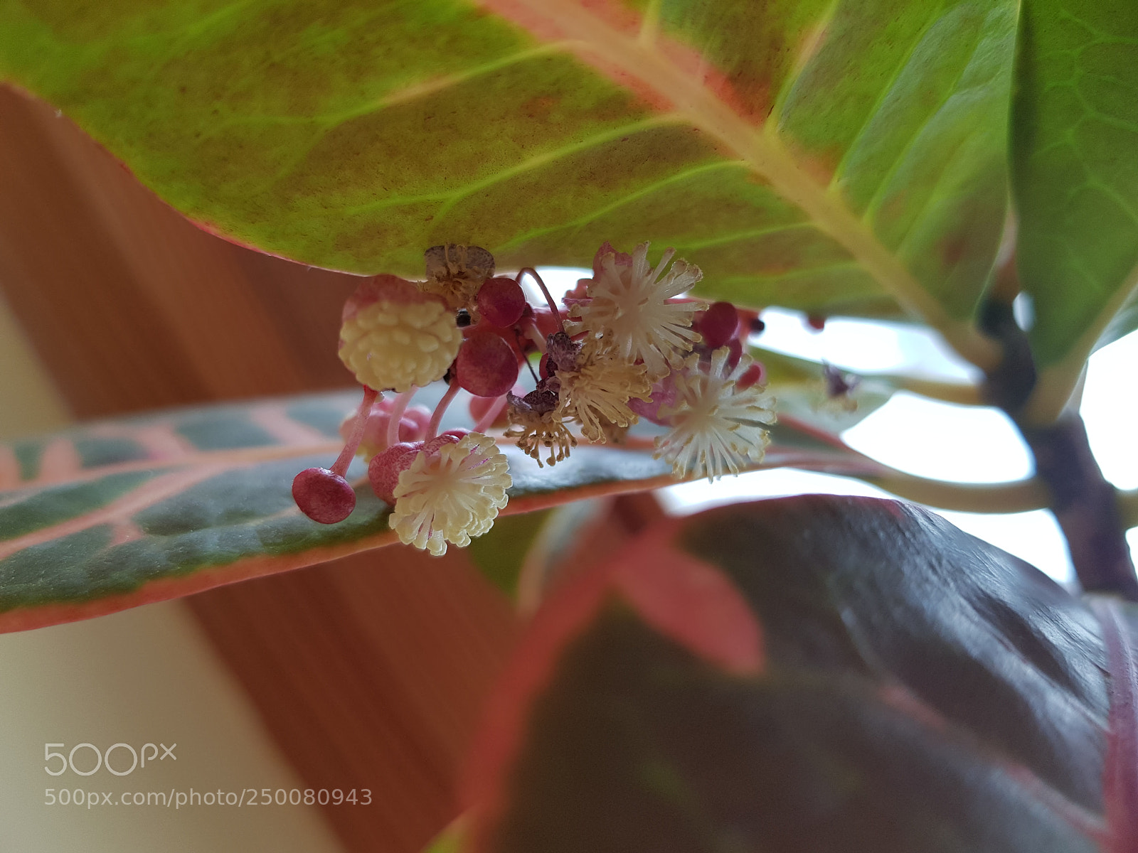 Samsung Galaxy S8 sample photo. Tropik photography