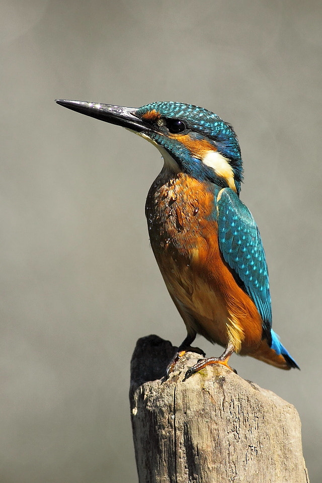 Canon EOS 50D + Canon EF 400mm F5.6L USM sample photo. Common kingfisher on a stake photography