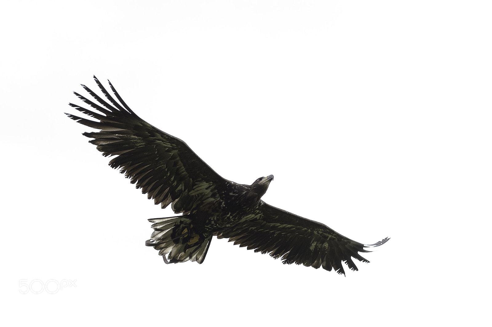Canon EOS 7D Mark II sample photo. Falconary uk photography