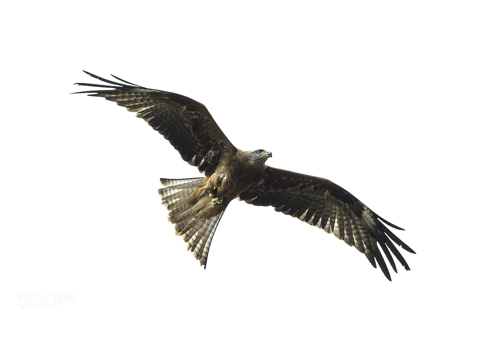Canon EOS 7D Mark II sample photo. Falconry uk photography