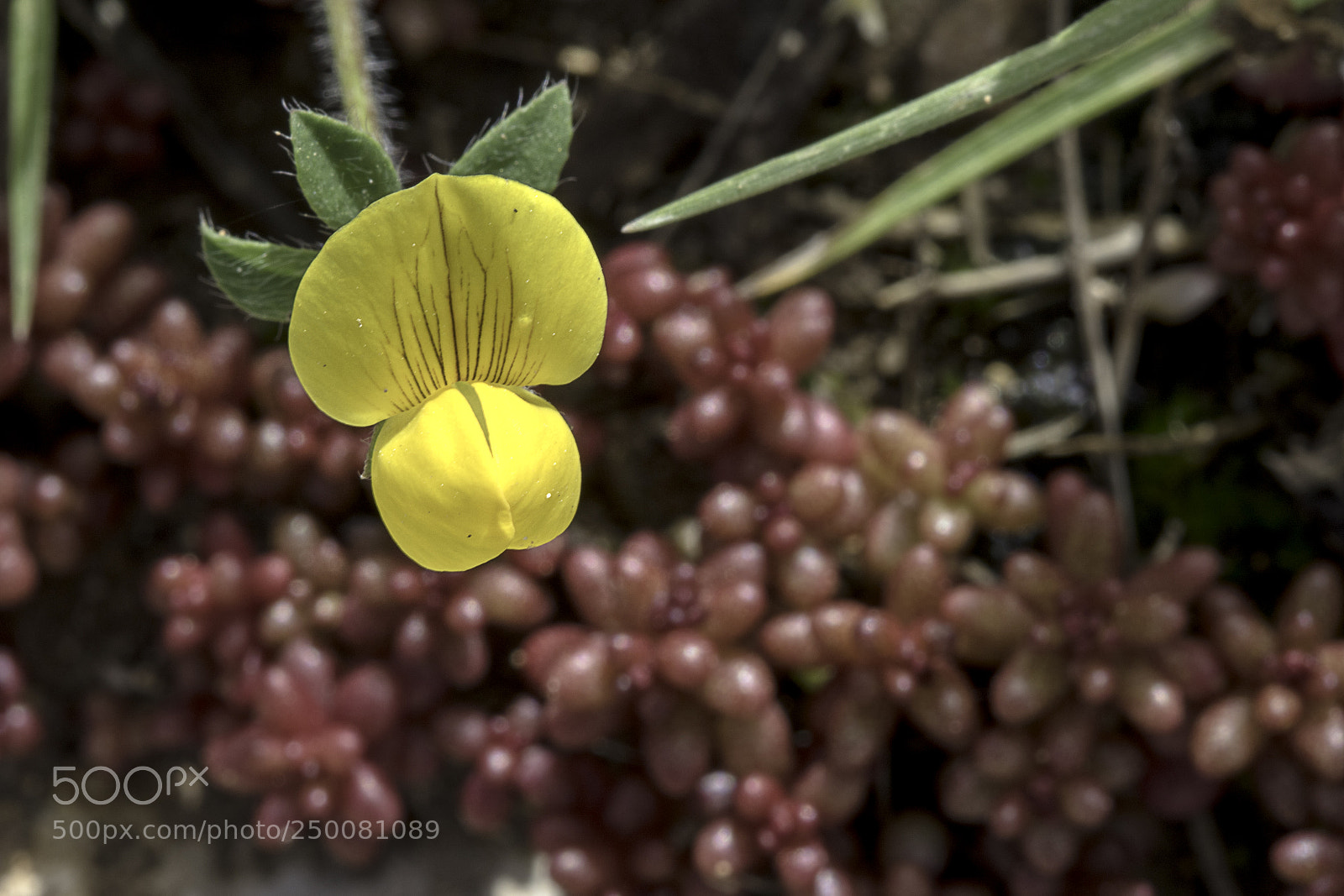 Canon EOS 7D Mark II sample photo. Nature tal wej photography