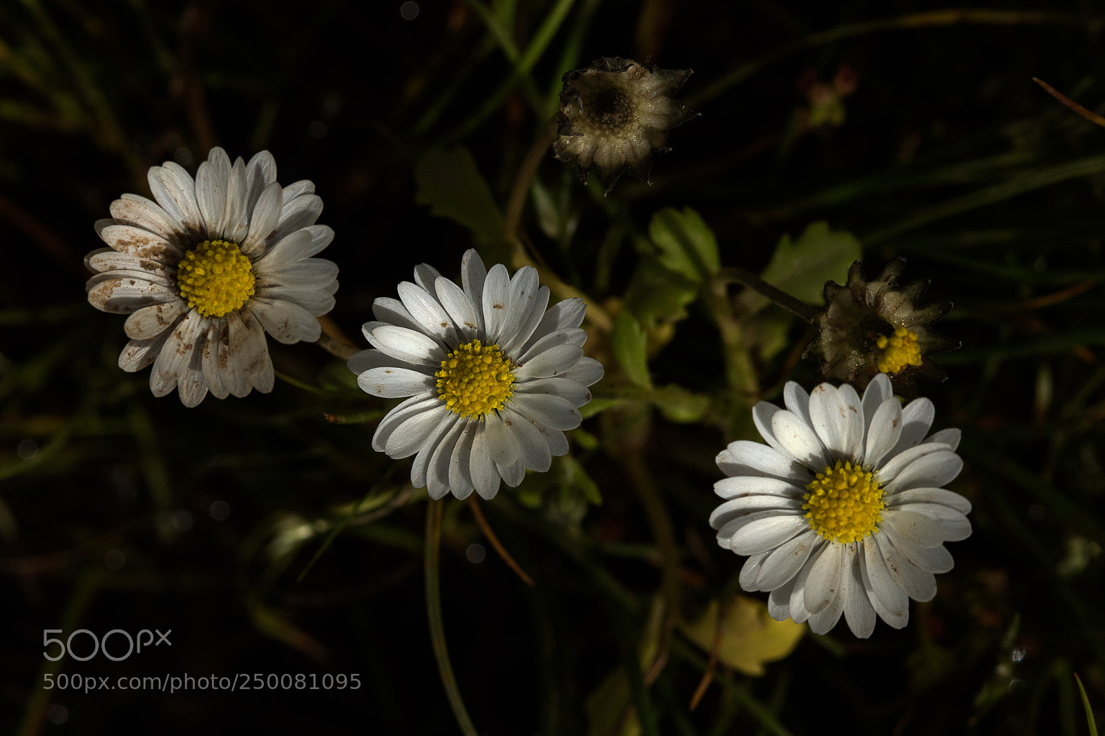 Canon EOS 7D Mark II sample photo. Triple daisy nature tal photography