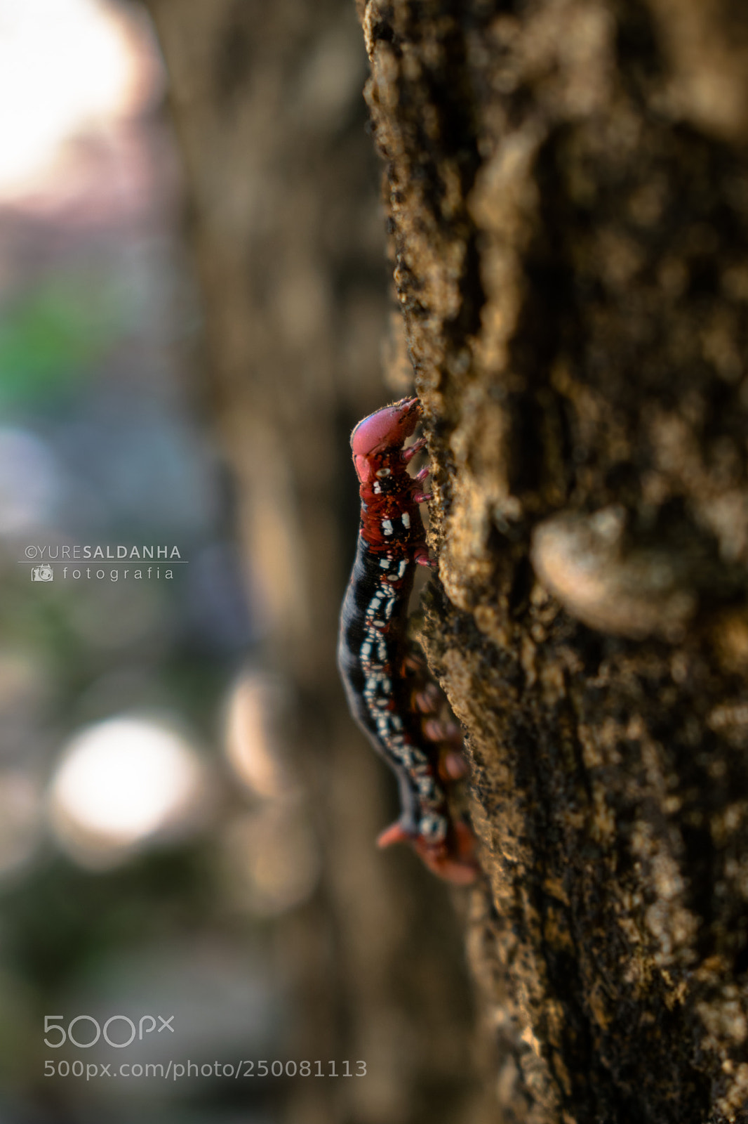 Nikon D5300 sample photo. Lagarta borboleta/butterfly caterpillar photography