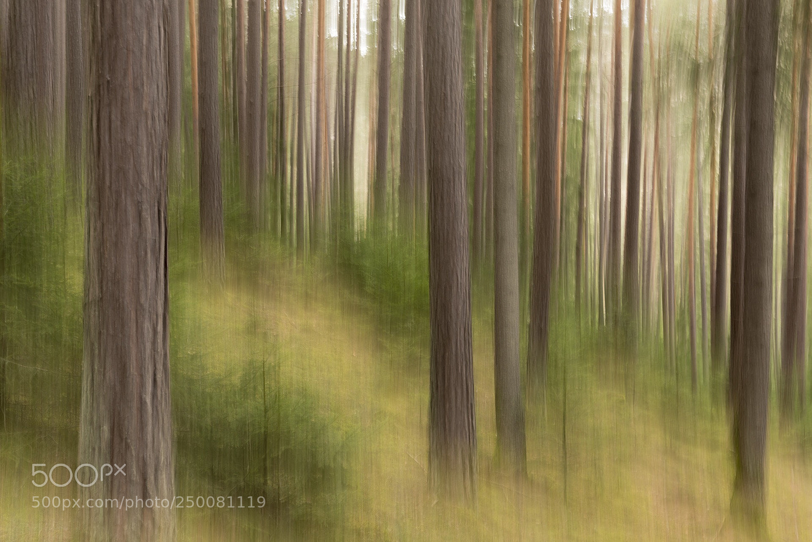 Nikon D810 sample photo. Forest  photography