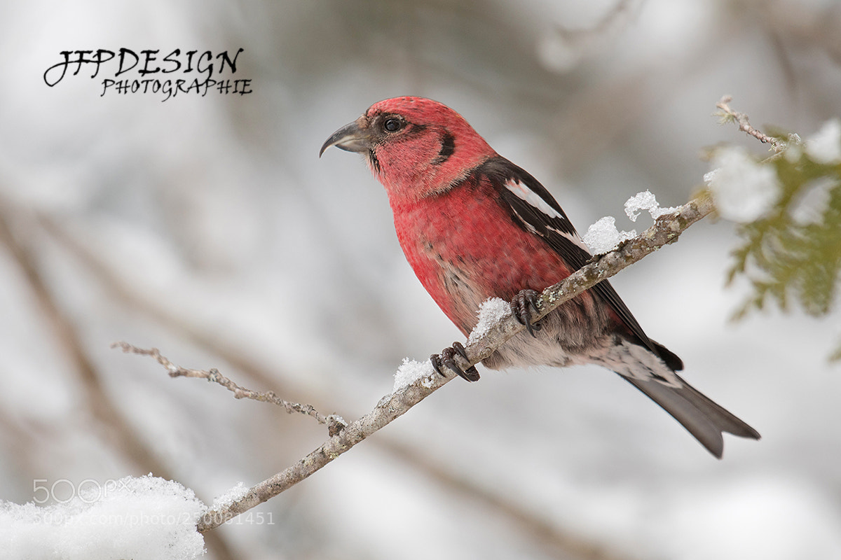 Nikon D500 sample photo. Bec-croisé bifascié / white-winged crossbill photography