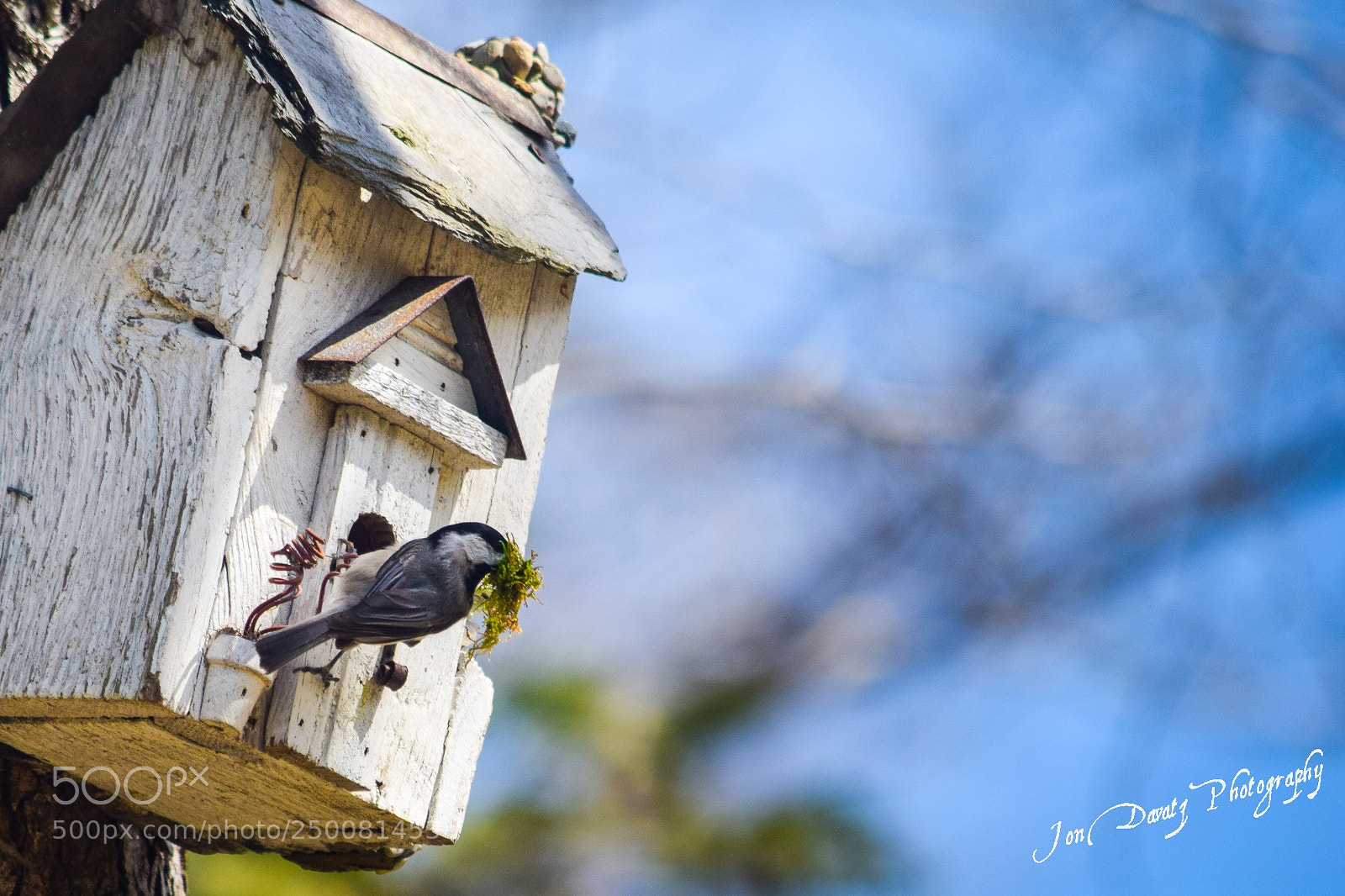 Nikon D5300 sample photo. Spring is here photography