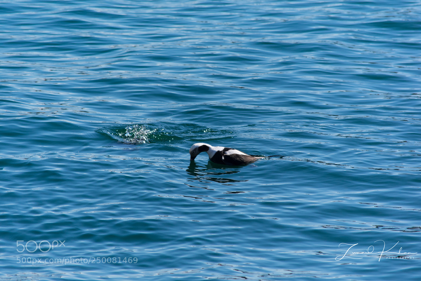 Nikon D3400 sample photo. Starting to dive photography