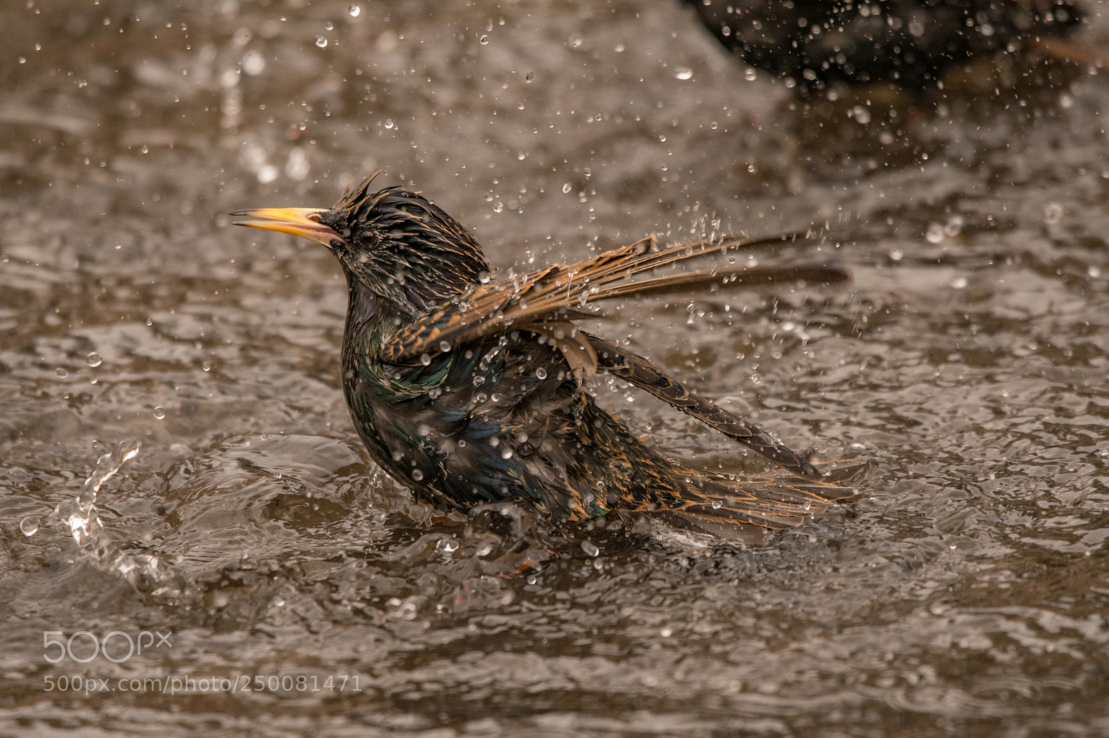 Nikon D500 sample photo. Bathing photography