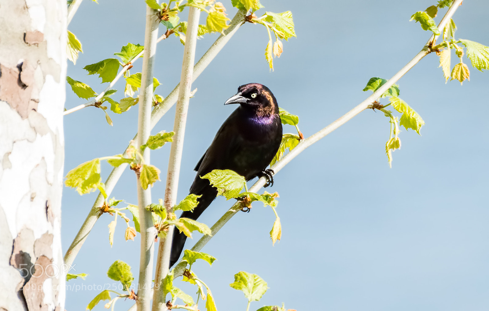 Nikon D800 sample photo. Common grackle photography