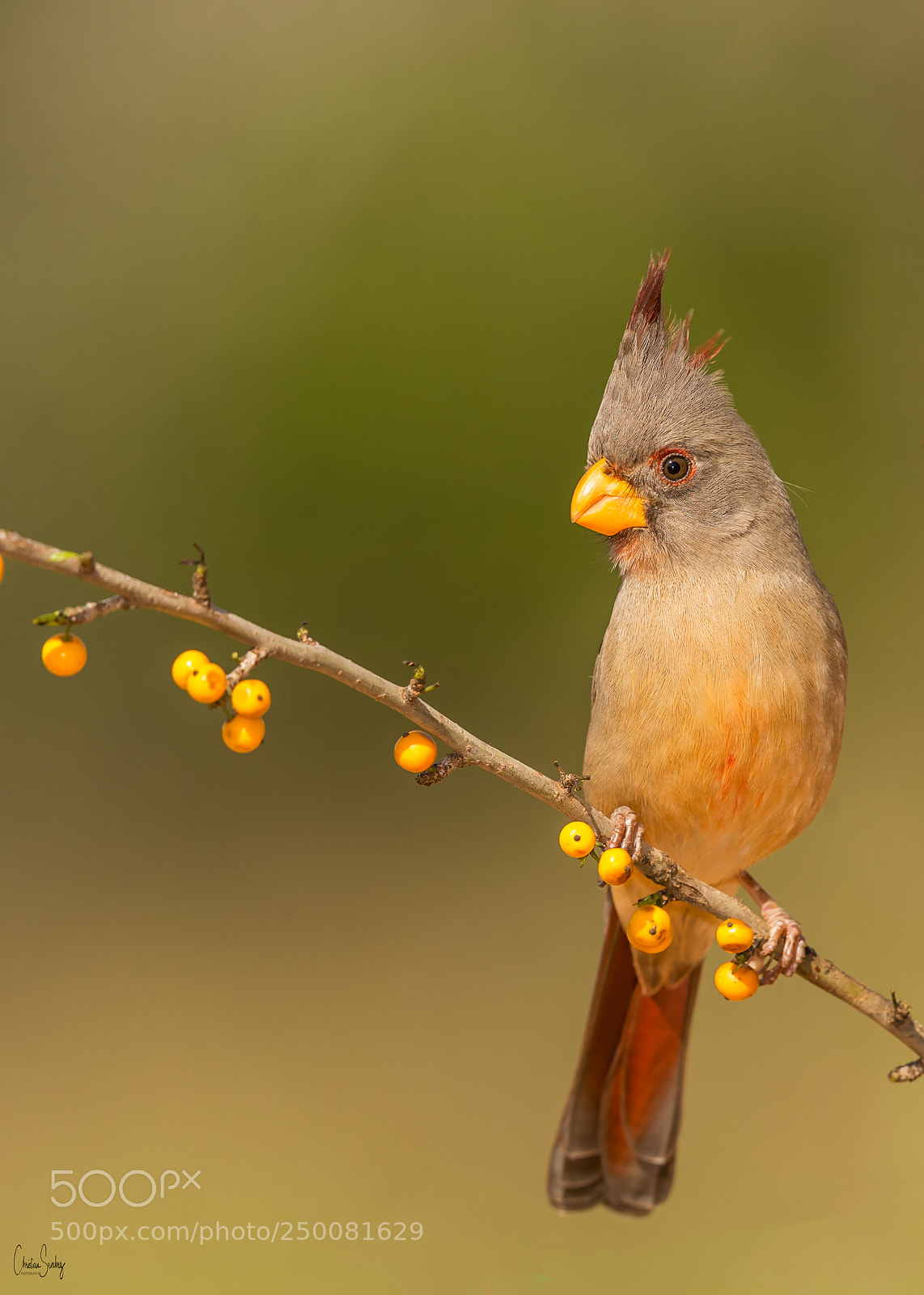 Nikon D4 sample photo. Pyrrhuloxia photography