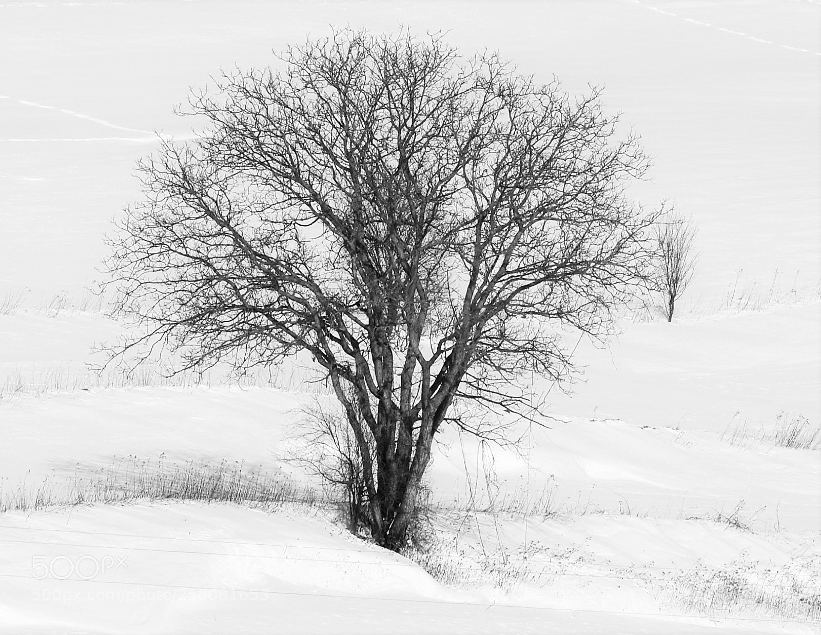 Nikon D3300 sample photo. Tree photography