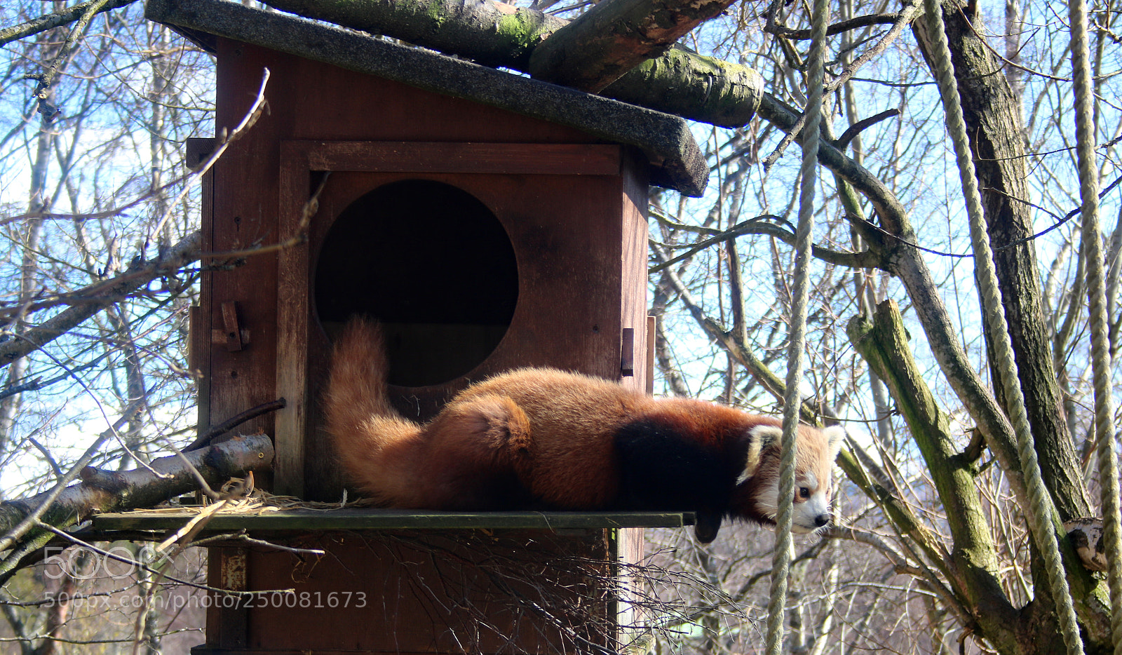 Canon EOS 750D (EOS Rebel T6i / EOS Kiss X8i) sample photo. Red panda photography