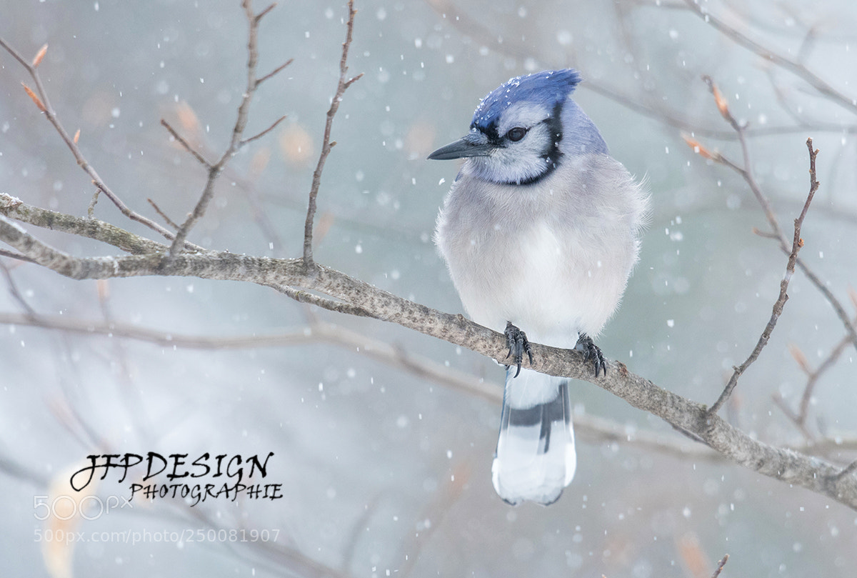 Nikon D500 sample photo. Geai bleu / blue jay photography