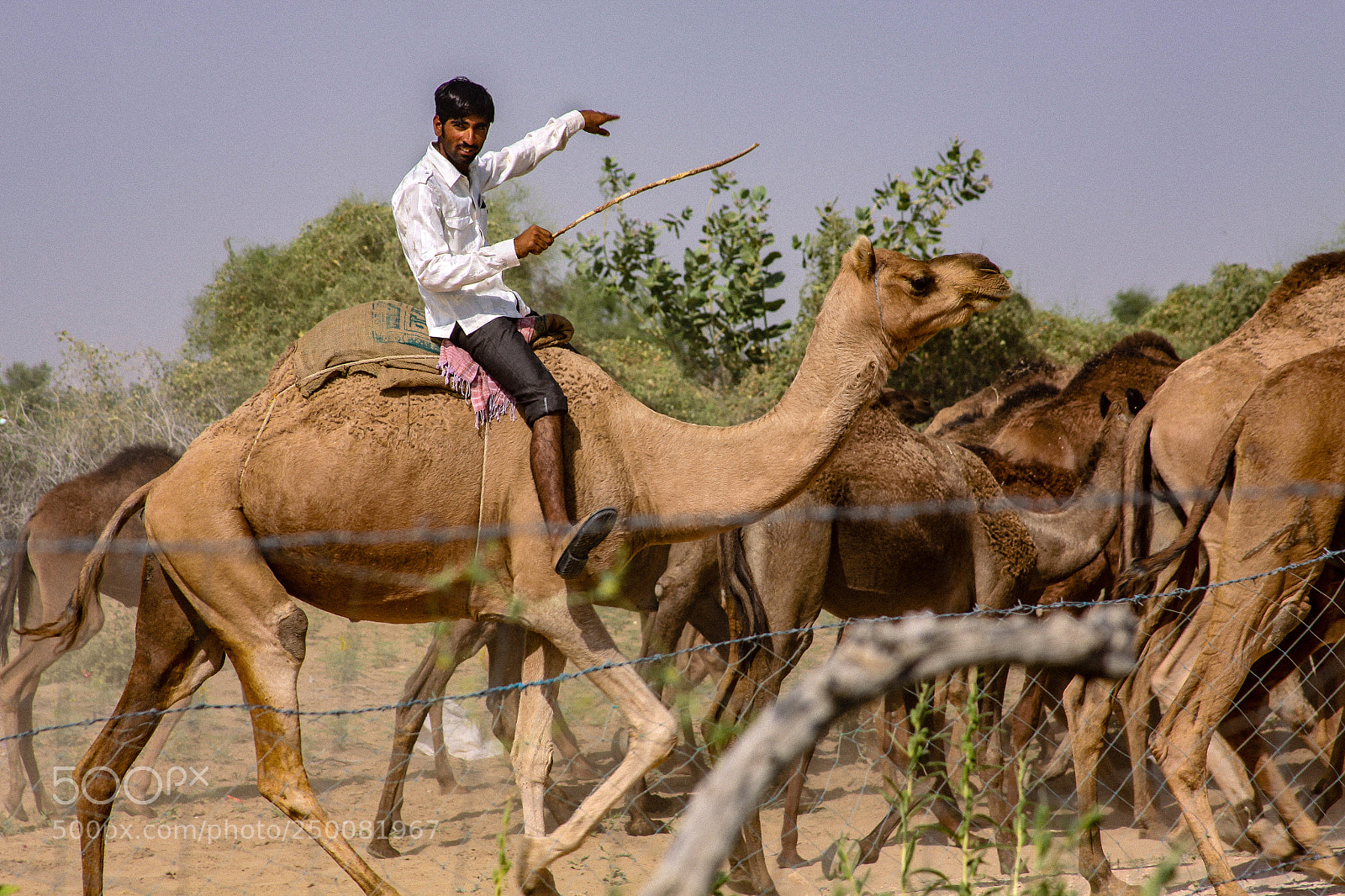Canon EOS 50D sample photo. Camel herder photography