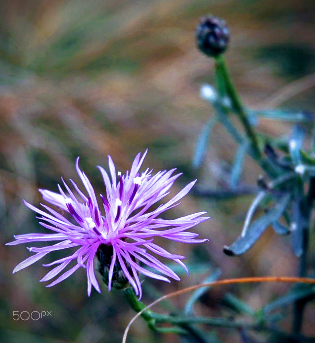 Nikon D70 sample photo. Disheveled photography