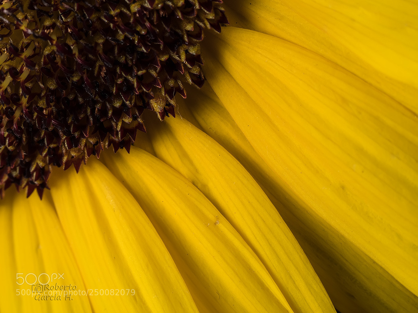 Olympus OM-D E-M1 Mark II sample photo. Girasol photography