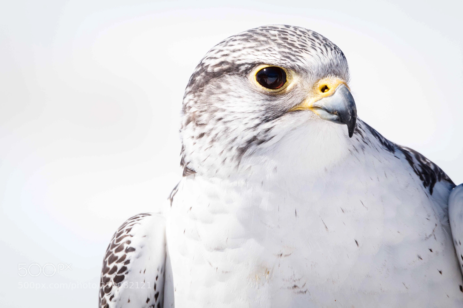 Canon EOS 80D sample photo. Gyr head study photography