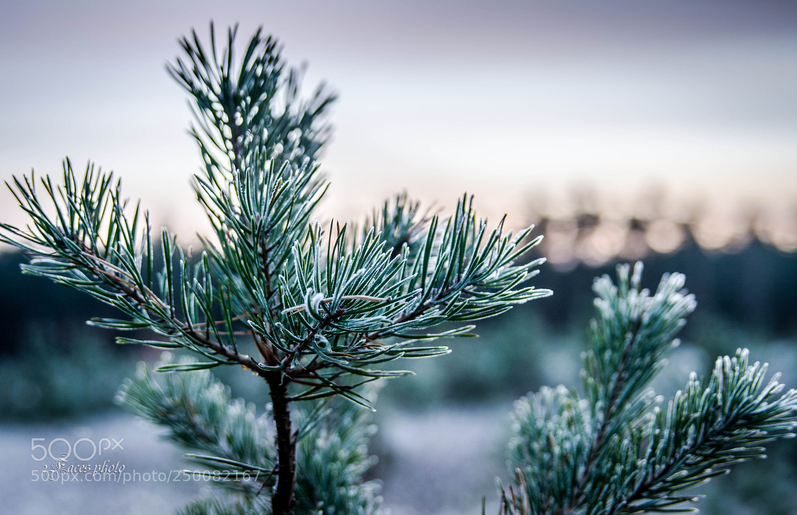 Nikon D7100 sample photo. Cold morning photography