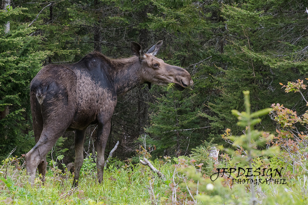 Nikon D500 sample photo. Orignal / moose photography