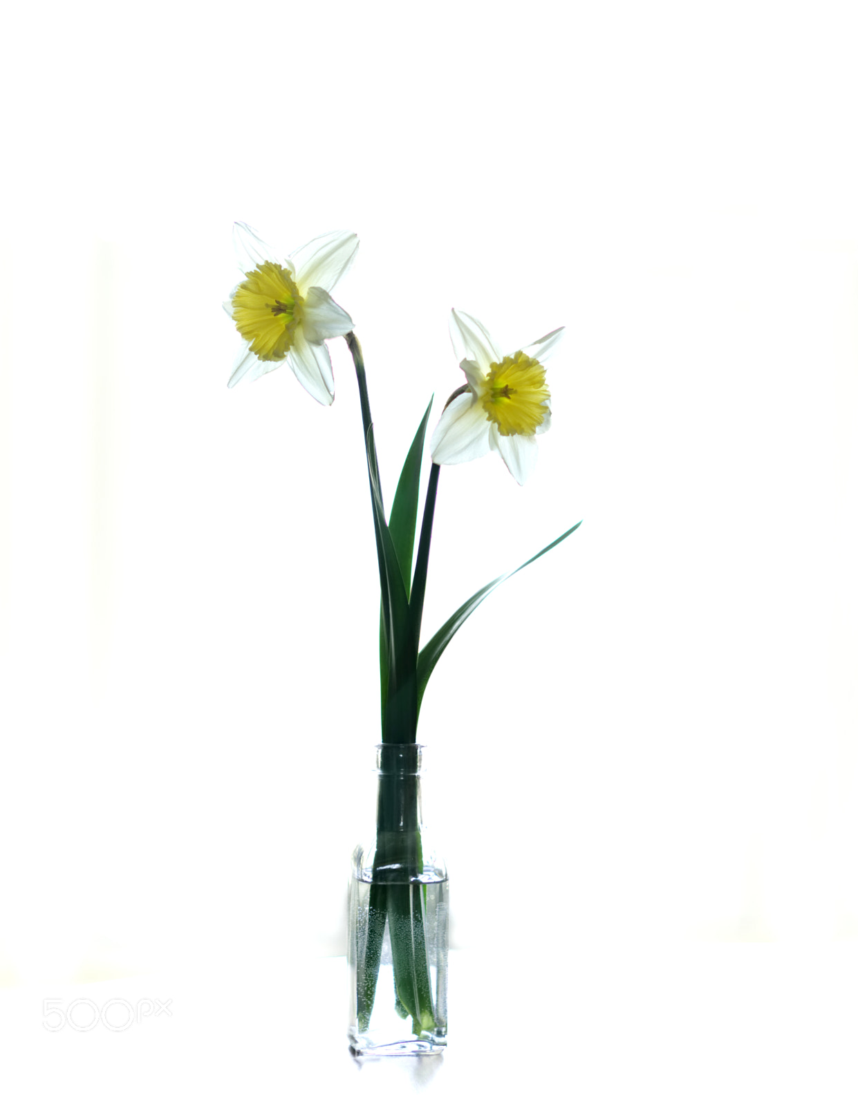 Sony a6000 sample photo. Daffodil against light photography