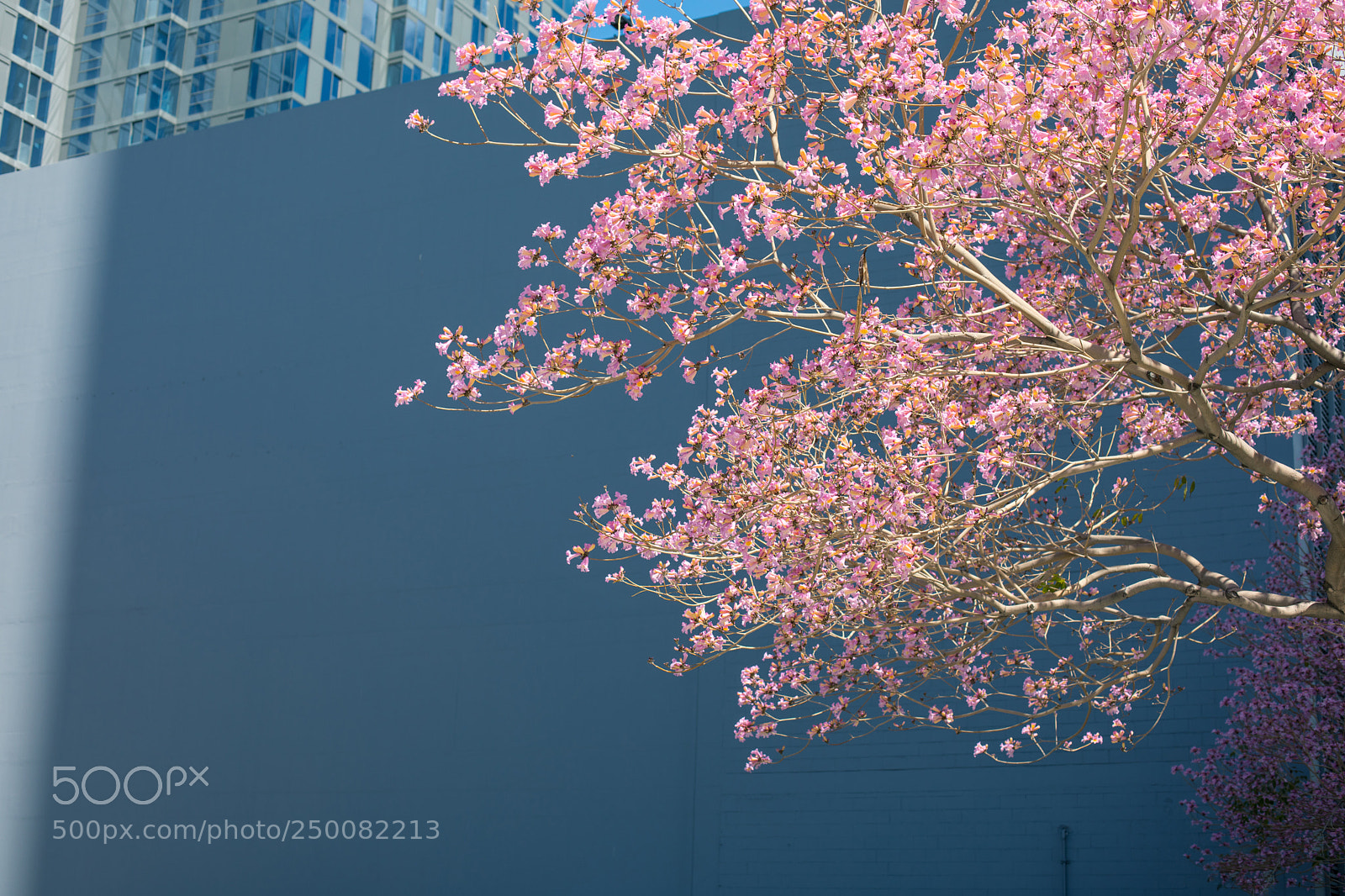 Canon EOS 5D Mark IV sample photo. Beautiful jacaranda on the photography