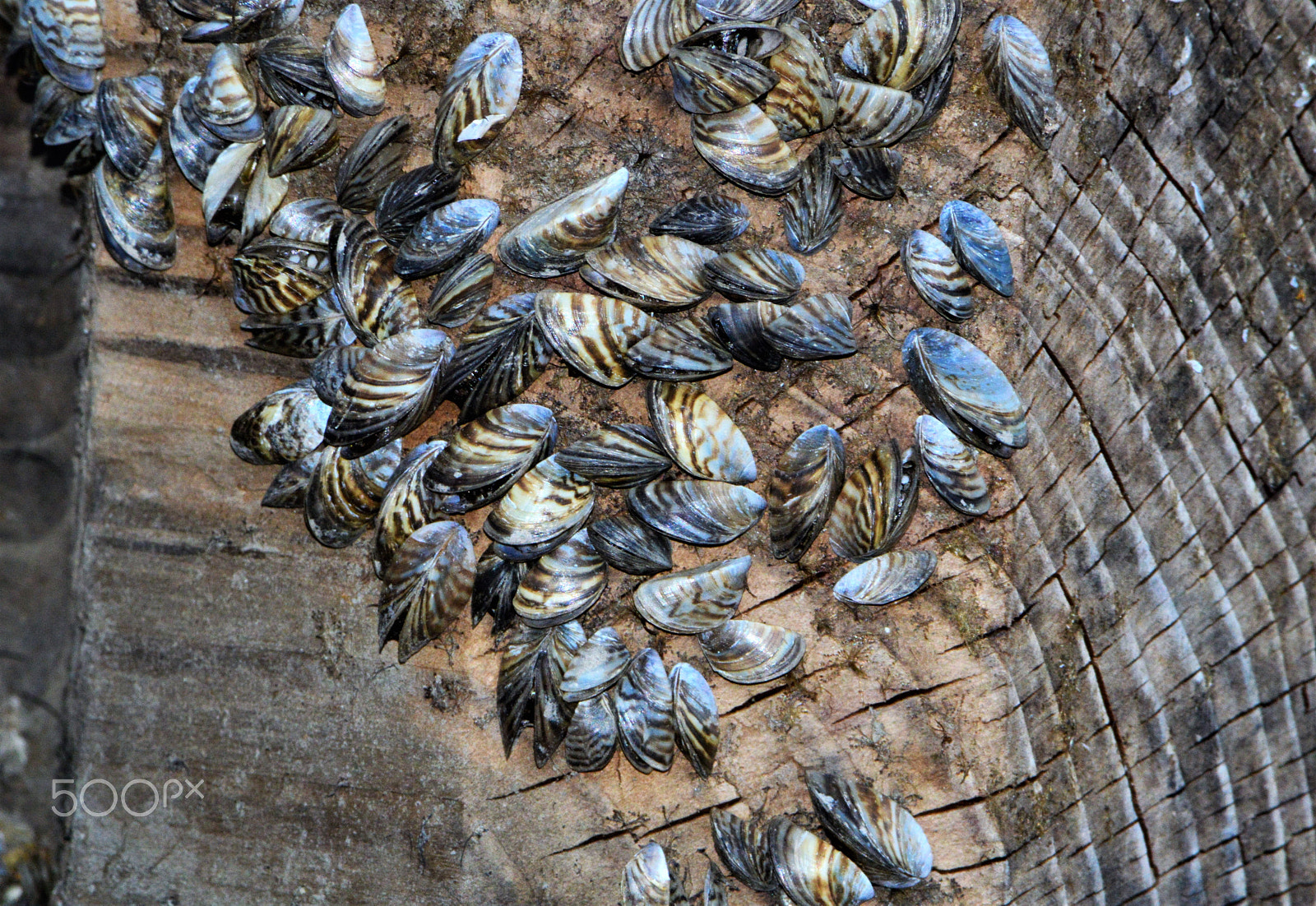 Nikon D3200 sample photo. Zebra and quagga musssels photography