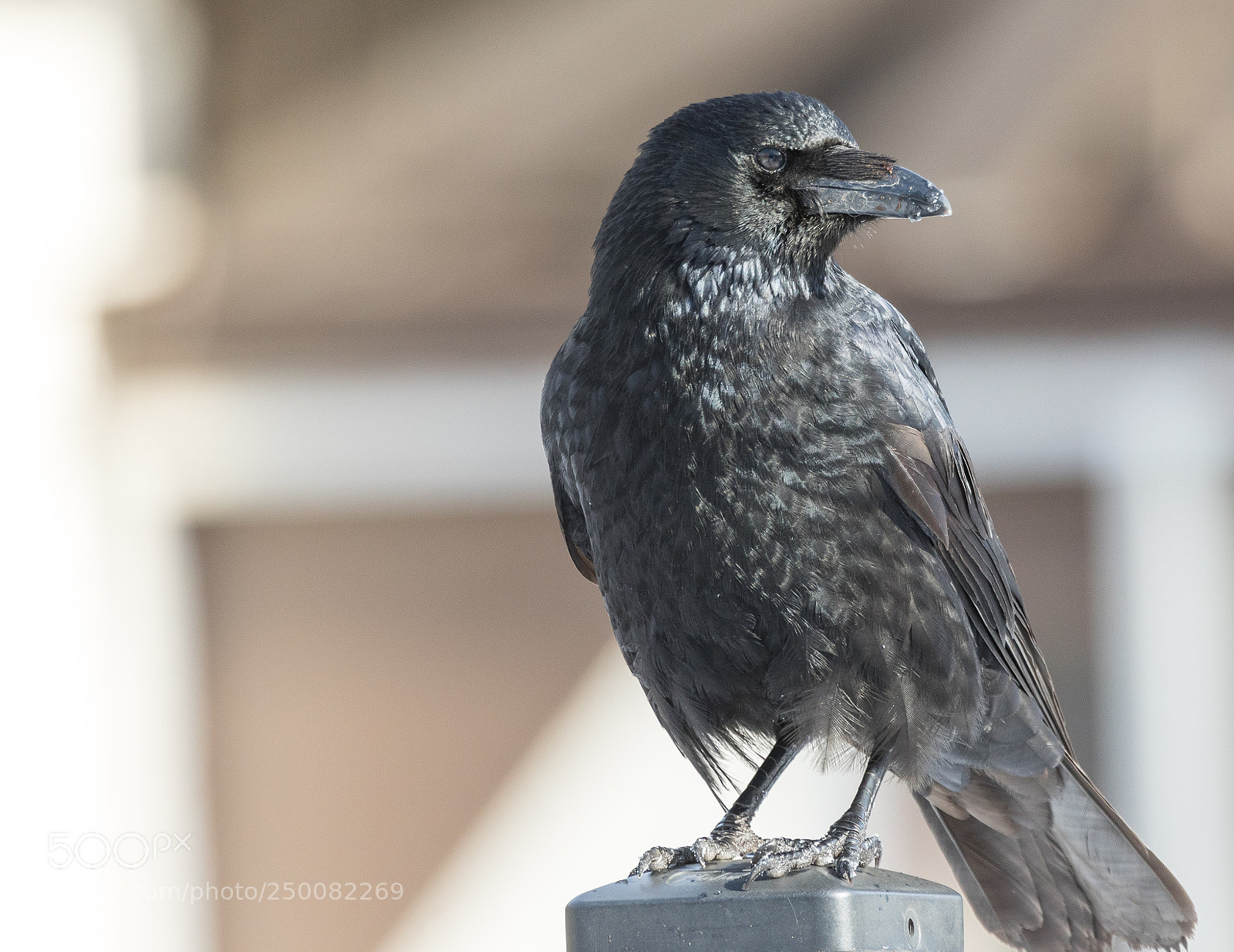 Canon EOS 7D Mark II sample photo. In black photography