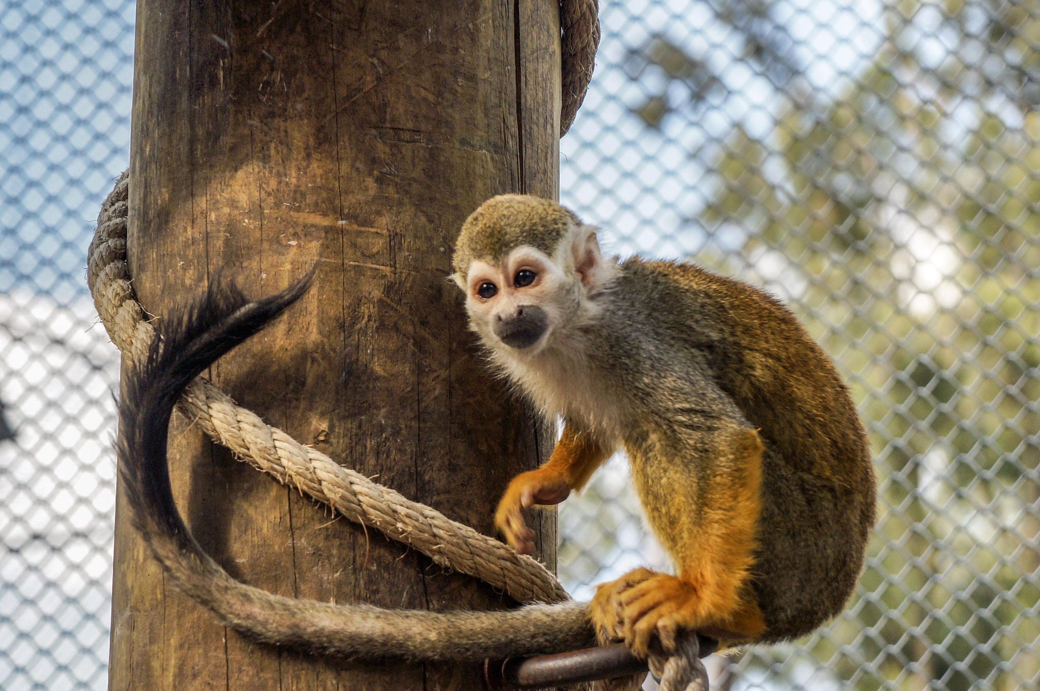 Sony Alpha NEX-F3 sample photo. Monkey photography