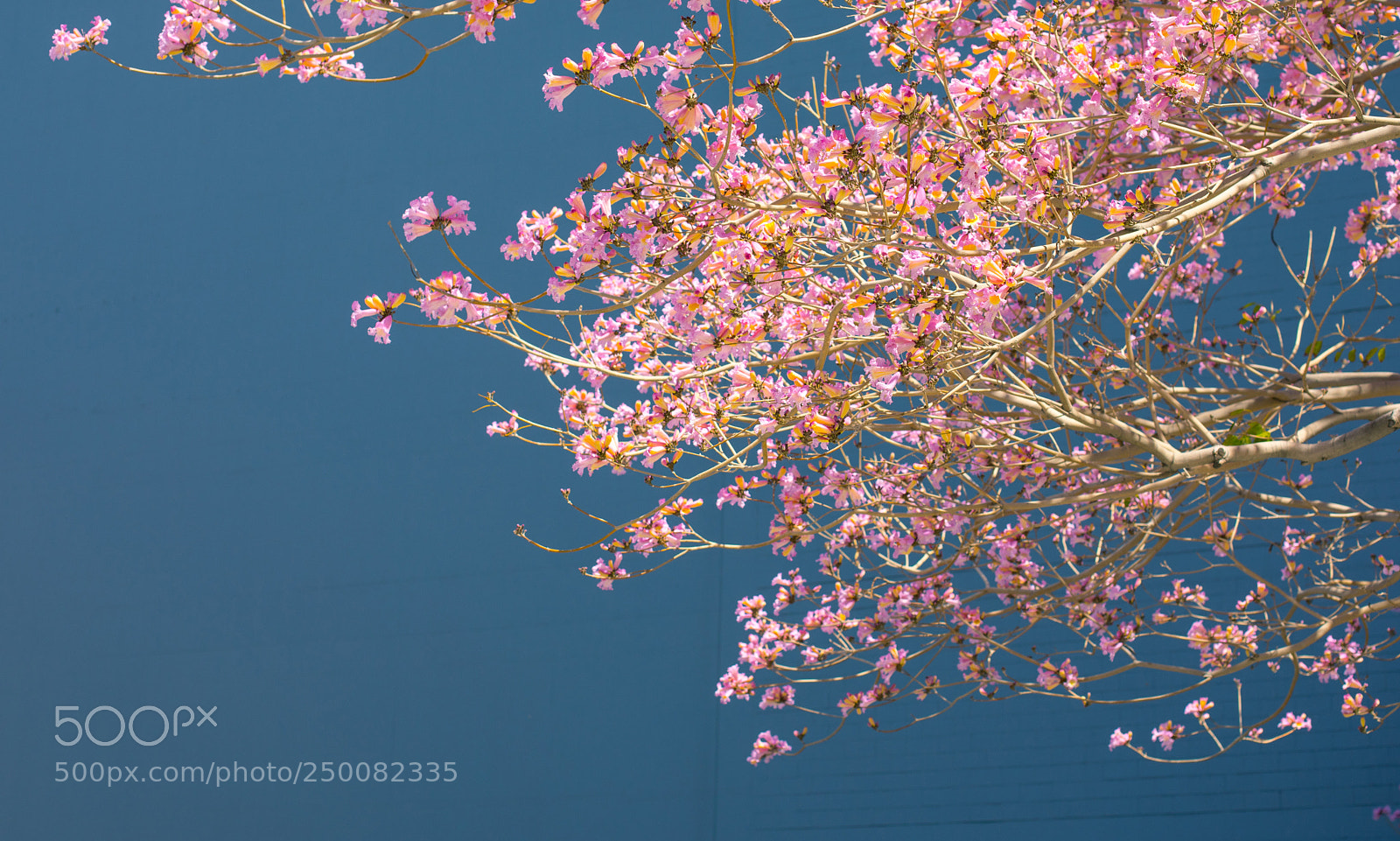 Canon EOS 5D Mark IV sample photo. Beautiful blooming jacaranda on photography