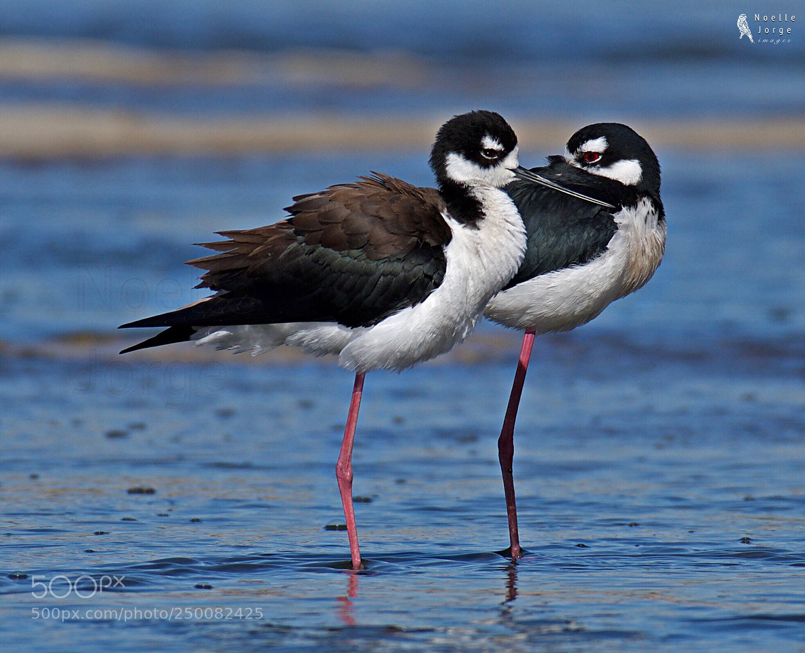 Nikon D500 sample photo. Two birds with two photography