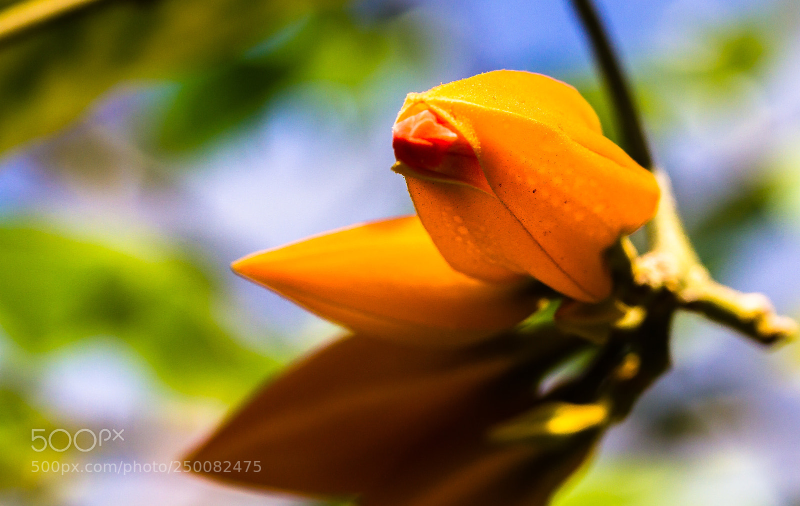 Canon EOS 7D sample photo. Poping out photography