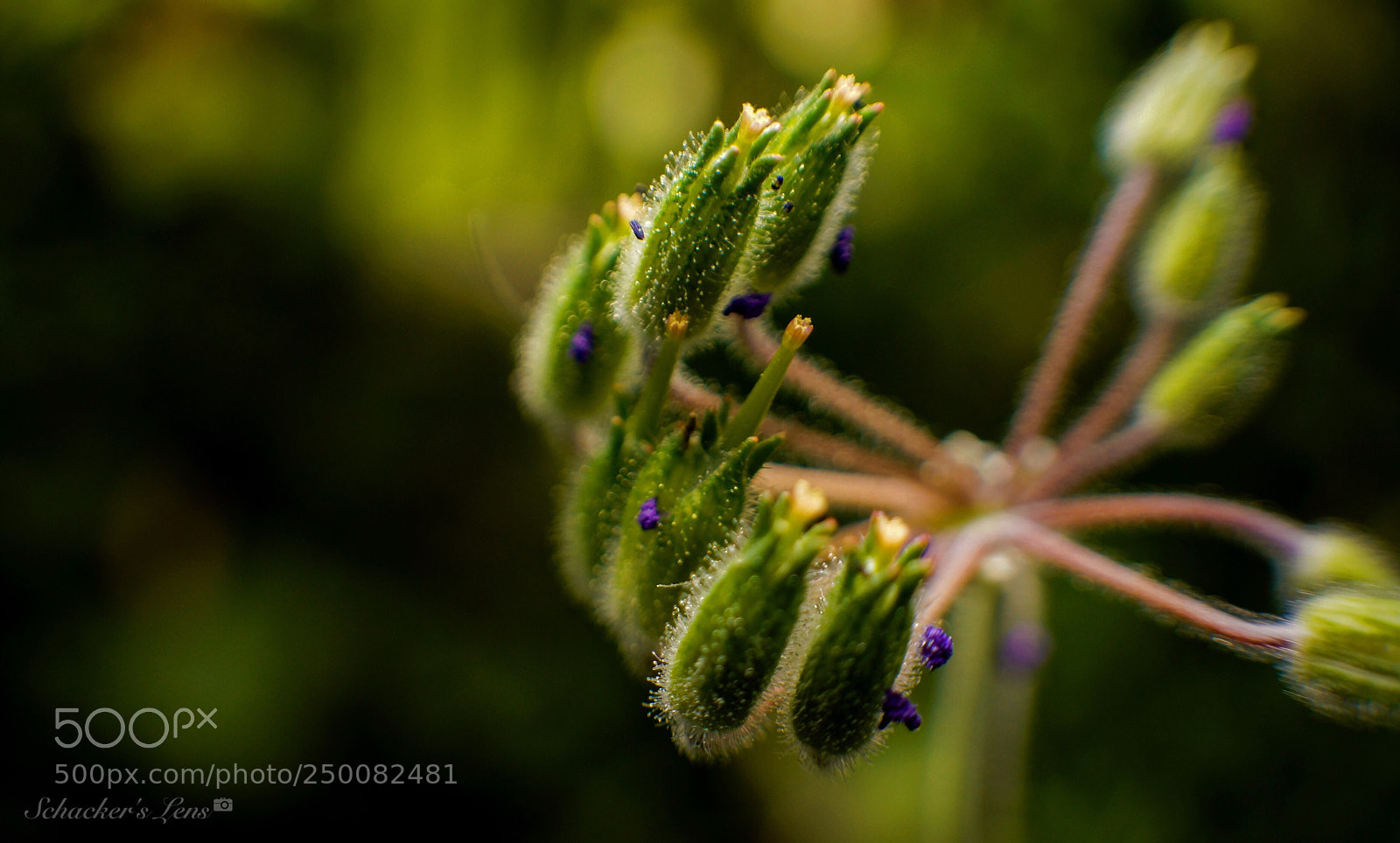 Sony SLT-A65 (SLT-A65V) sample photo. أزهار الربيع - 6 photography