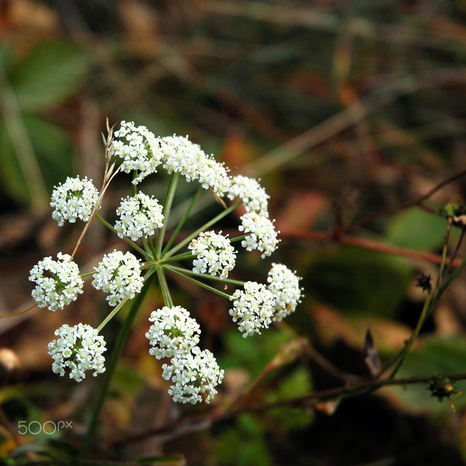 Nikon D70 sample photo. White princess photography