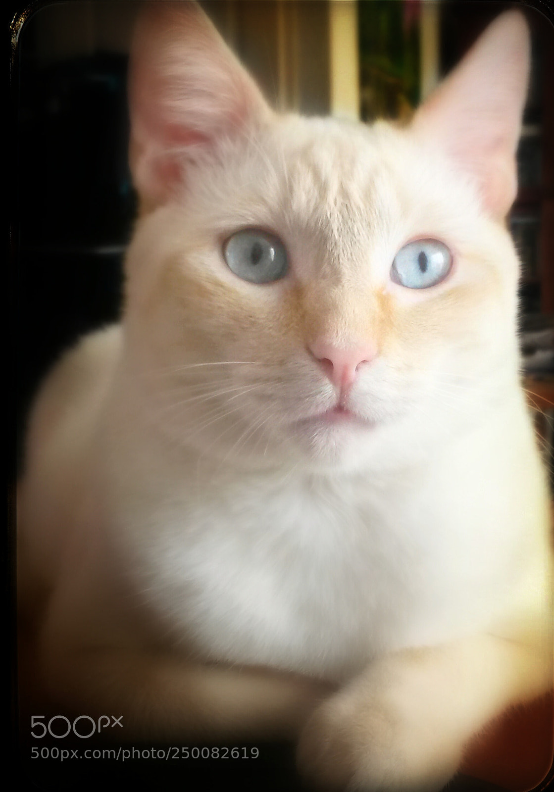 Samsung Galaxy S4 Mini sample photo. Untitled photography