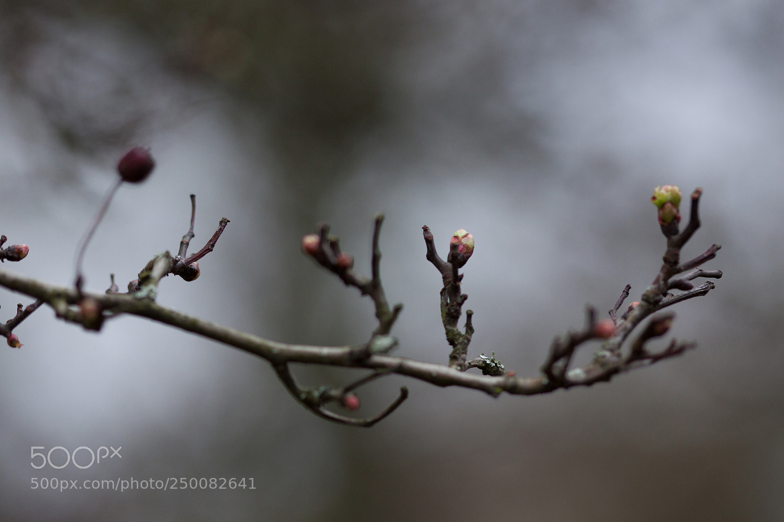 Canon EOS 50D sample photo. Les bourgeons (the buds) photography