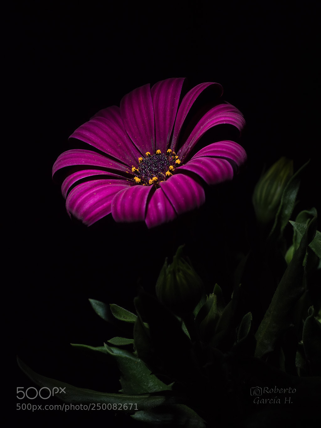 Olympus OM-D E-M1 Mark II sample photo. Osteuspermum photography