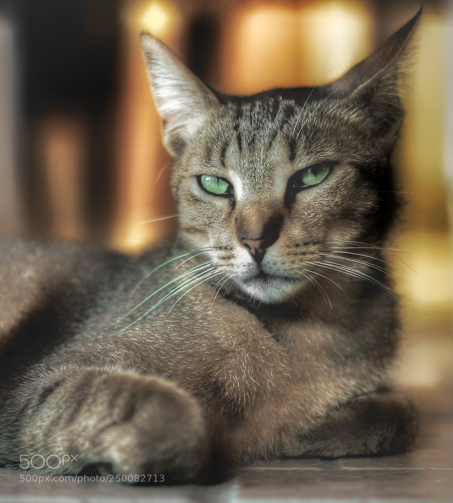 Canon EOS 550D (EOS Rebel T2i / EOS Kiss X4) sample photo. Lince photography