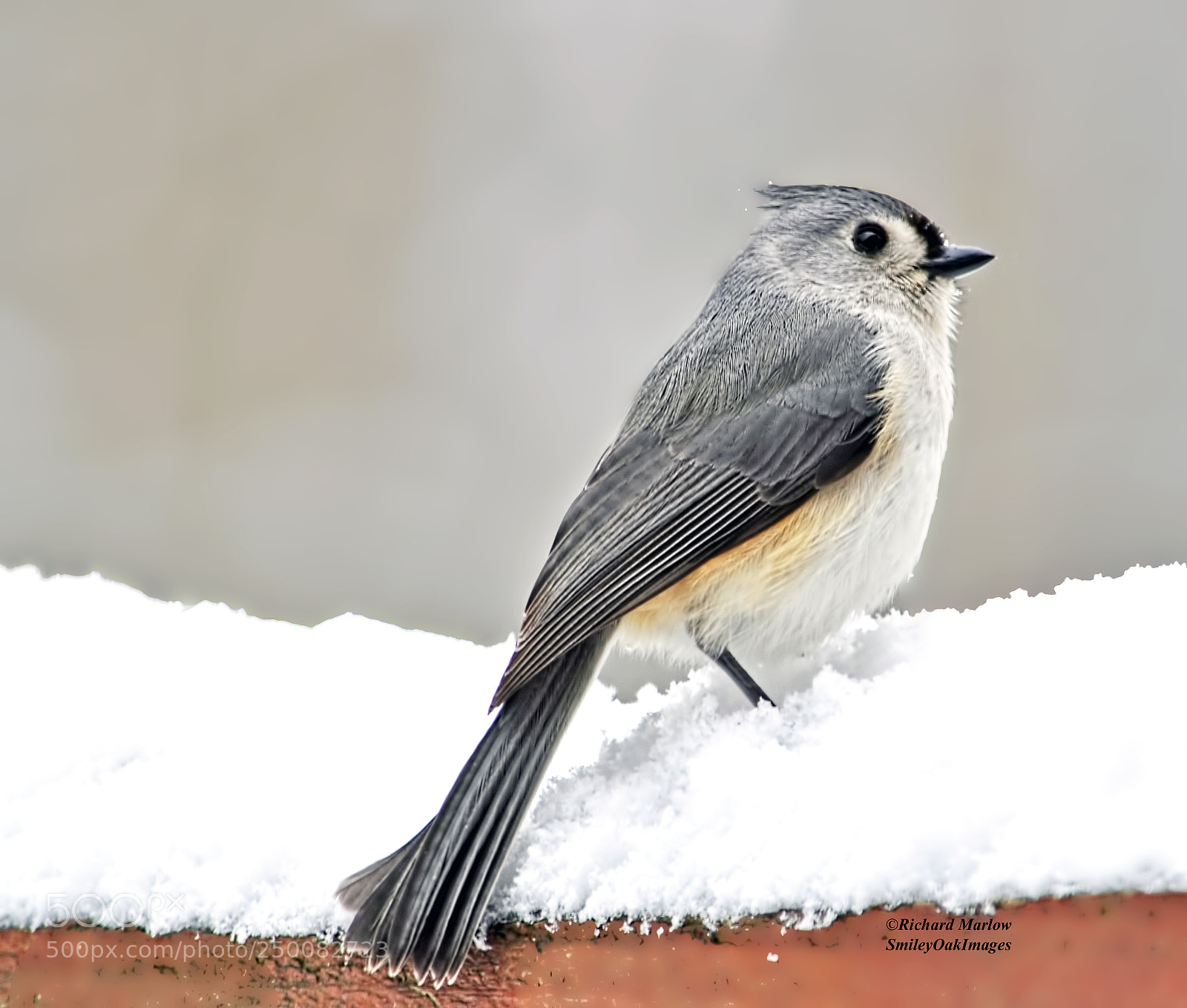 Nikon D5000 sample photo. Tufted titmouse in snow photography