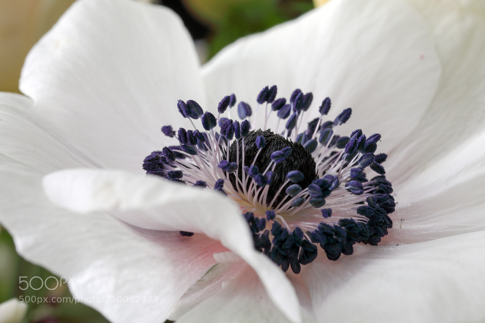 Canon EOS 5D Mark IV sample photo. Anemone photography