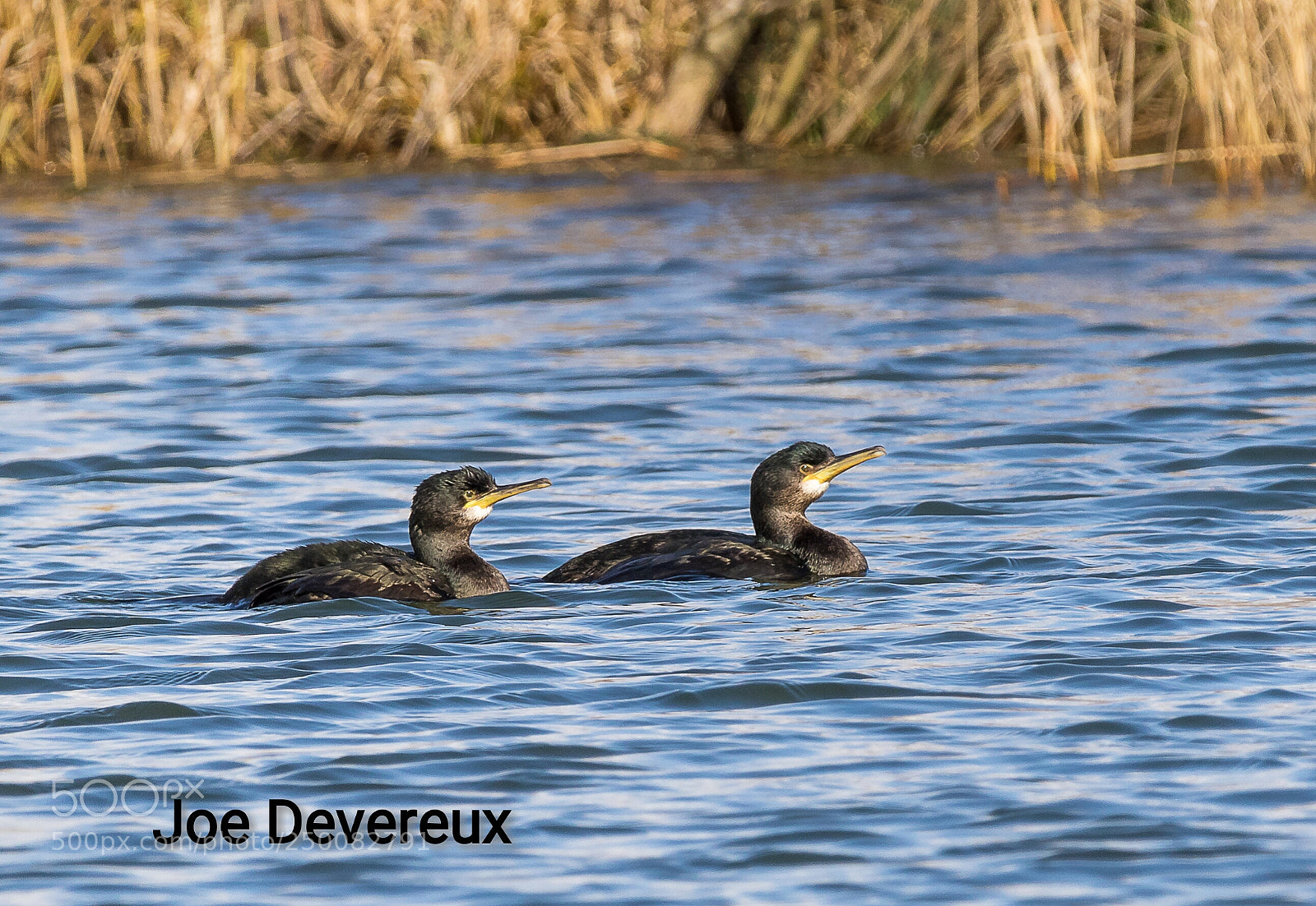 Canon EOS 7D Mark II sample photo. European shag photography