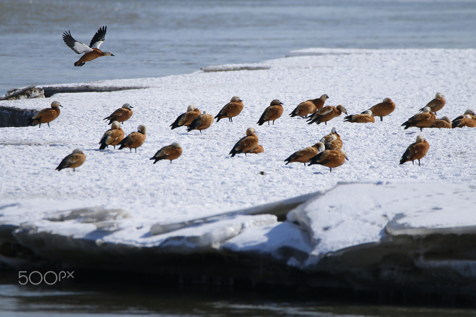 Tamron SP 150-600mm F5-6.3 Di VC USD sample photo. Looking for a companion photography