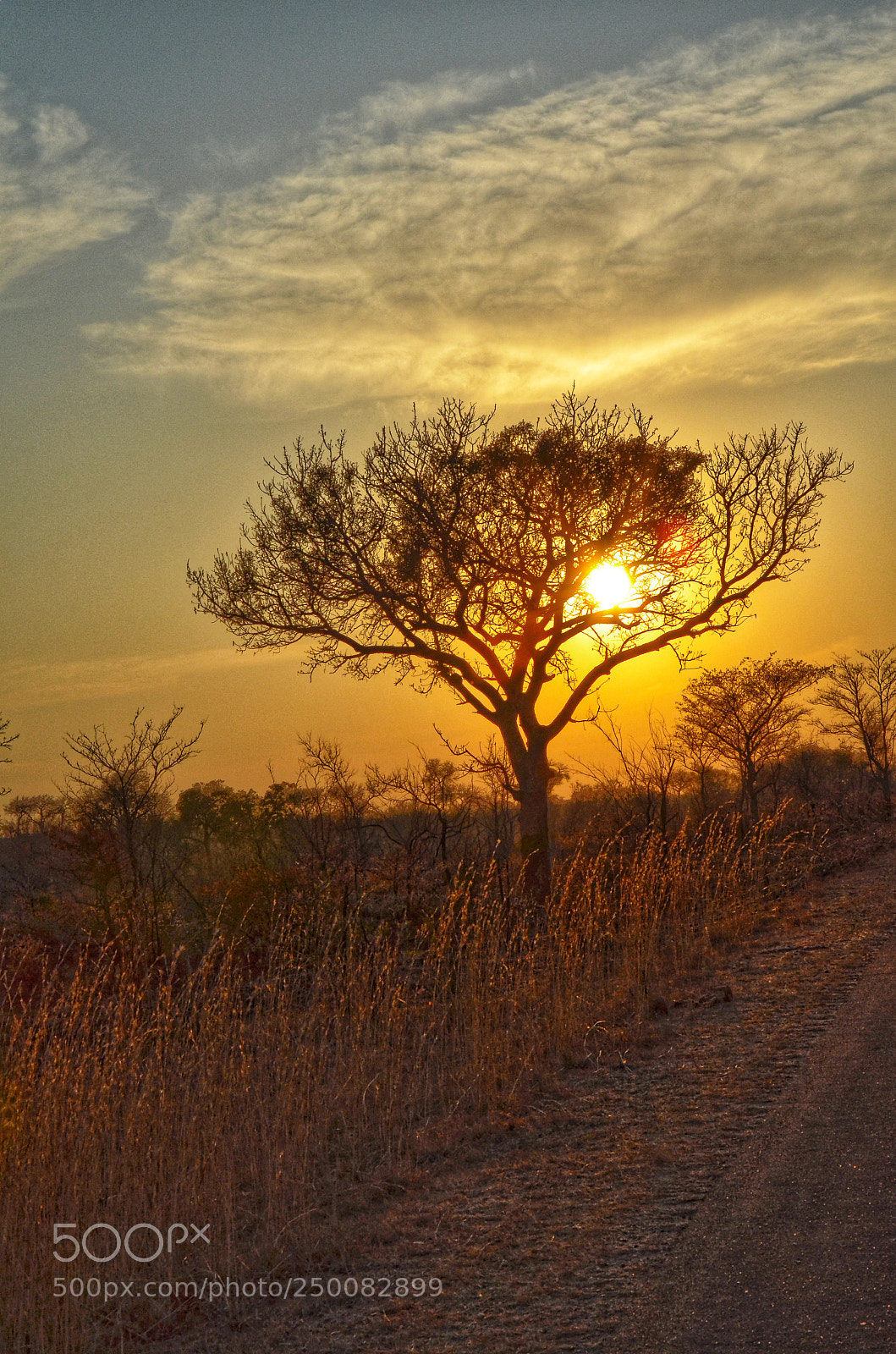 Nikon D5100 sample photo. Tree in the kruger photography