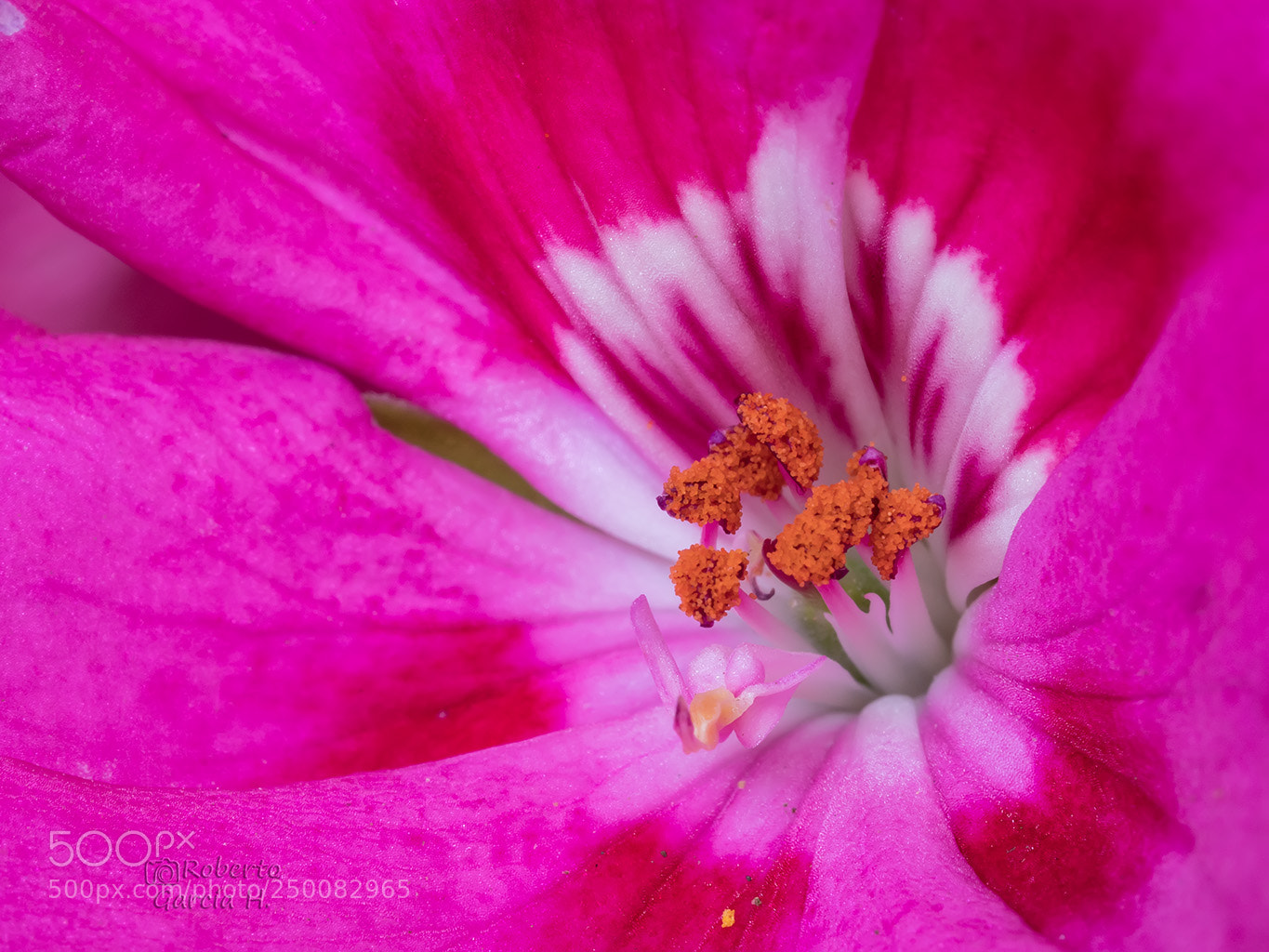 Olympus OM-D E-M1 Mark II sample photo. Flores photography