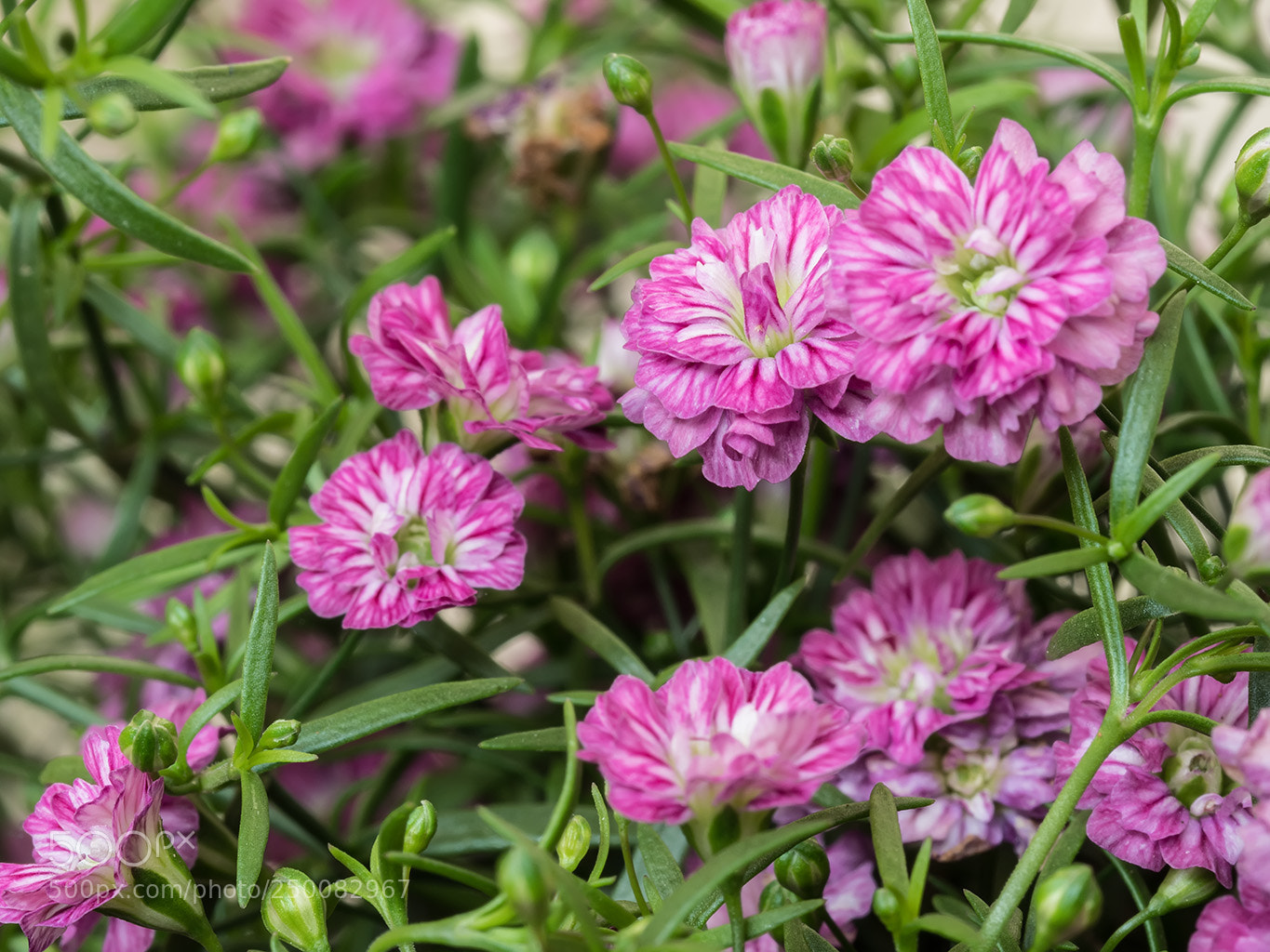 Olympus OM-D E-M1 Mark II sample photo. Flores photography