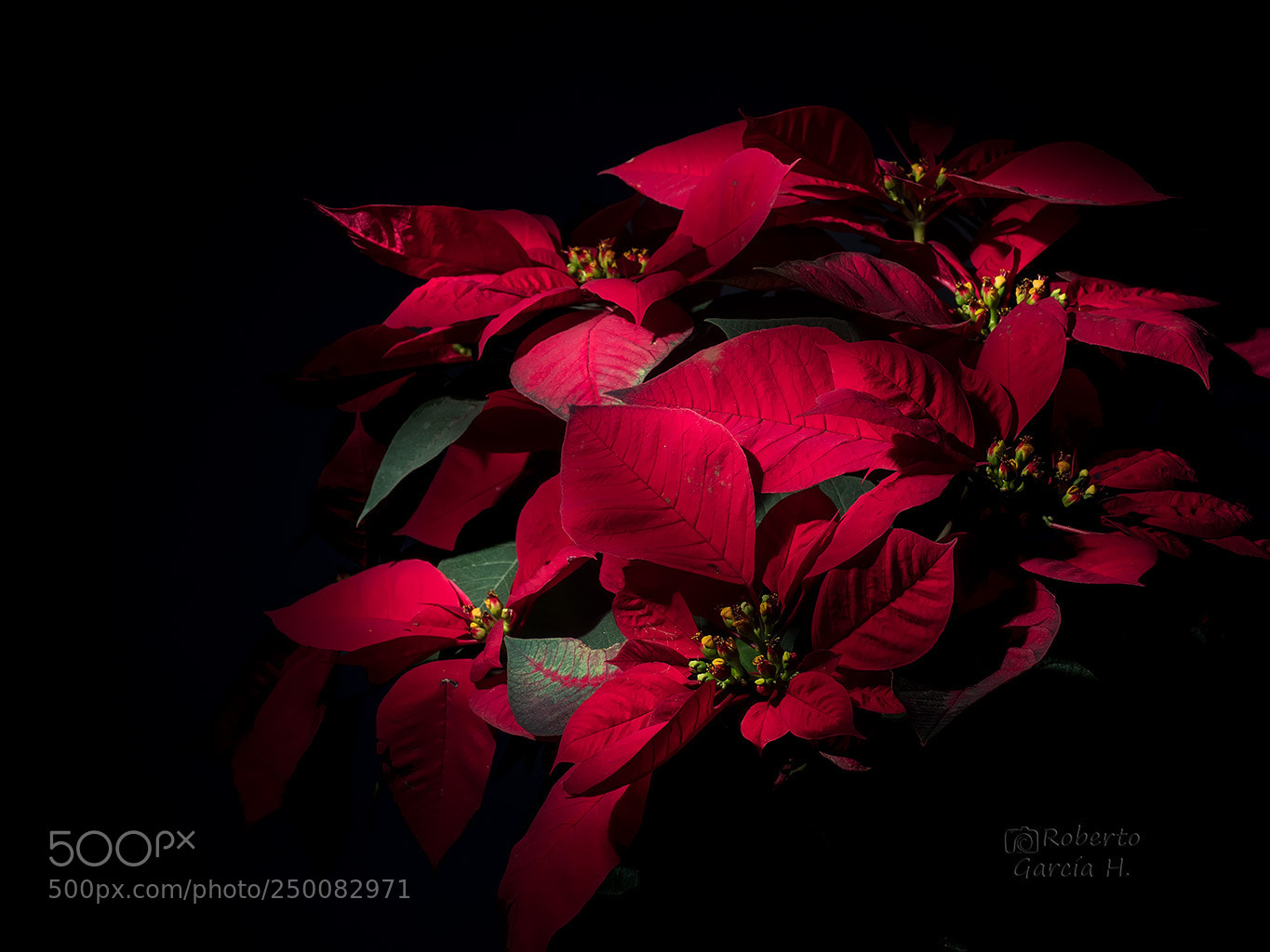 Olympus OM-D E-M1 Mark II sample photo. Flores photography