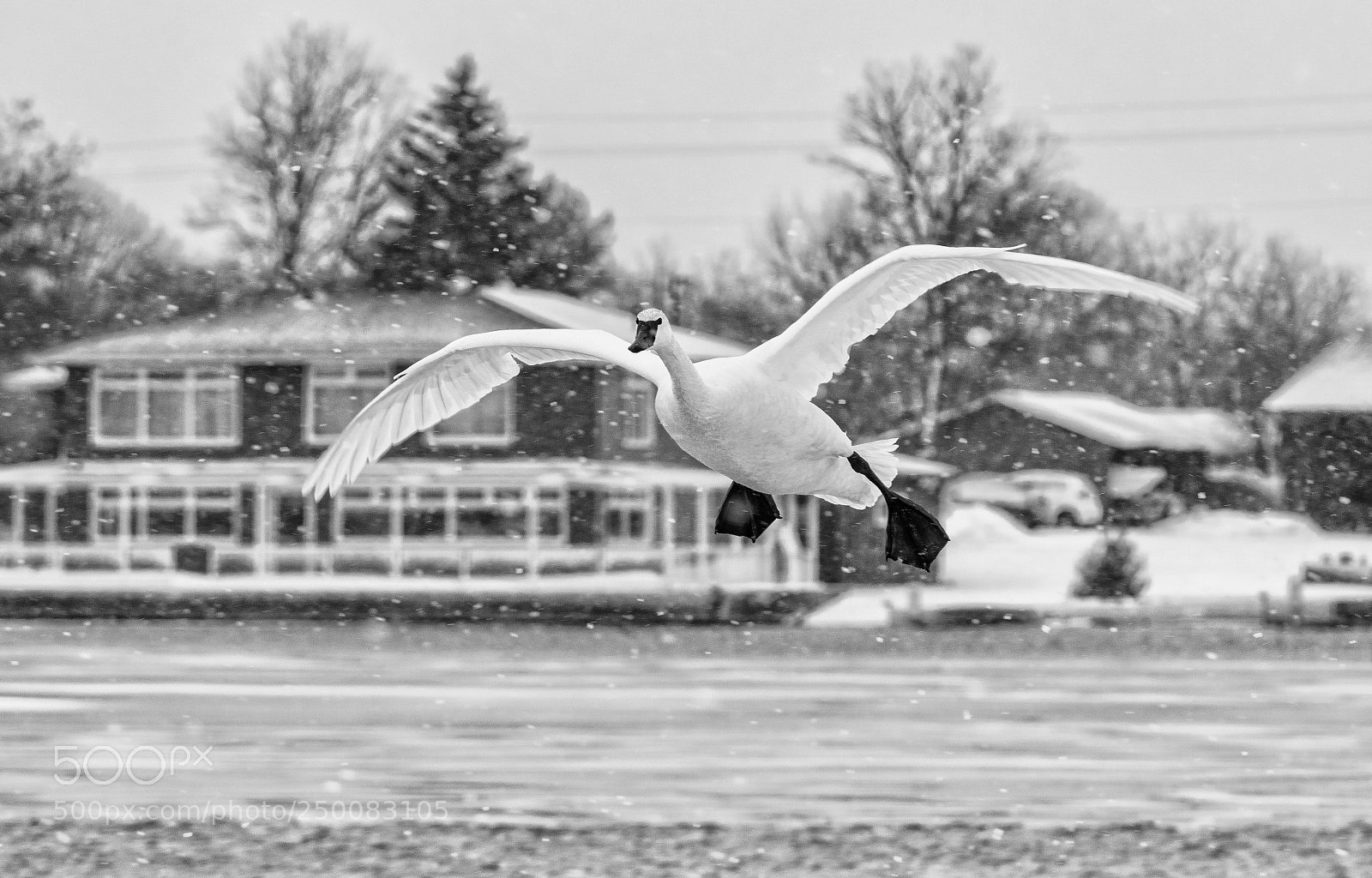 Nikon D3300 sample photo. Snow flying photography